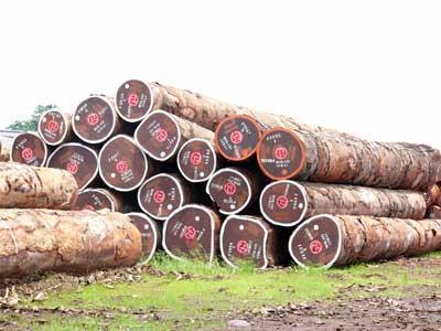 濒危木材进口俄罗斯进口中国一般贸易清关代理